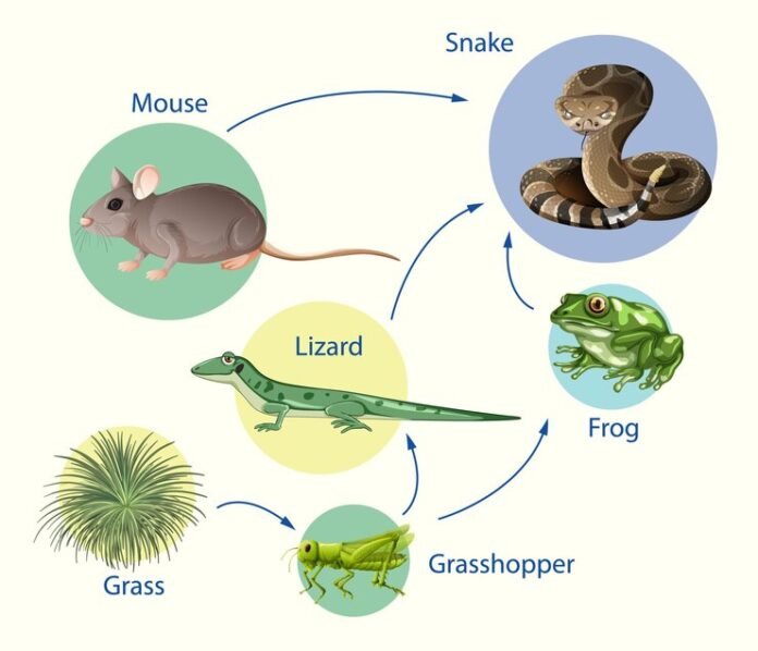 what animals eat snakes